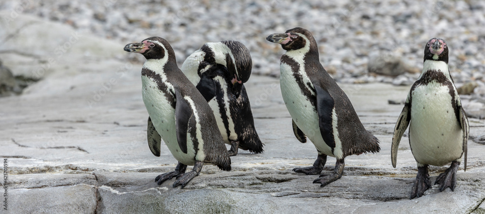 Fototapeta premium Group of Magellanic penguins gather together on the rocky coast