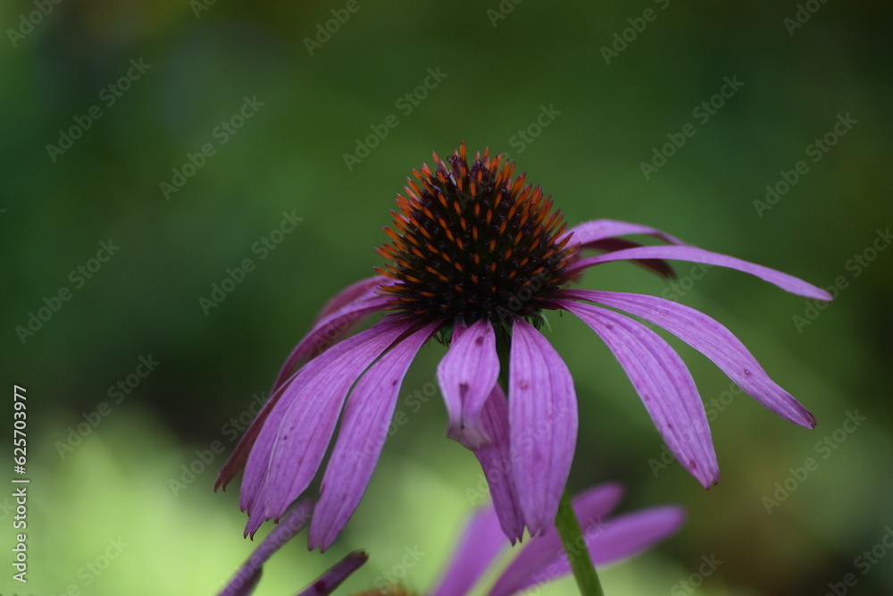 flower of a flower flower of a flower