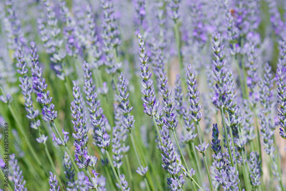 Fototapeta premium Lavendelblüte in Frankreich
