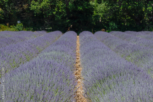 Fototapeta Naklejka Na Ścianę i Meble -  Lavendelfeld in Sault Provence, Frankreich