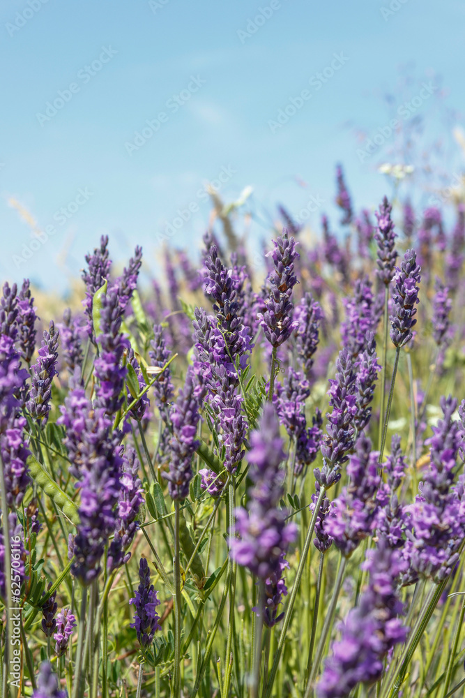 Naklejka premium Lavendelblüte