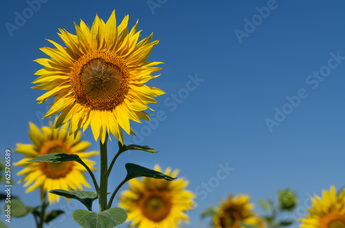 Gold yellow sunflowers growing in a field against a blue sky. There is a lot of space for text.