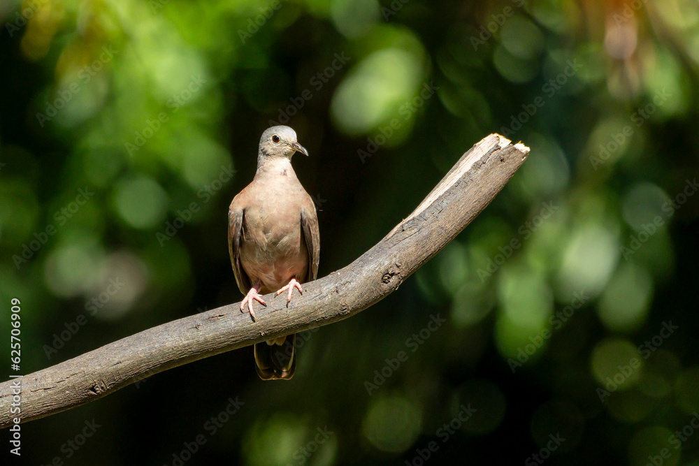 A ruddy ground-dove perched on a branch under rain. It is a small tropical dove from Brazil and South American as know as Rolinha. Species Columbina talpacoti. Animal world. Birdwatching. Birding. A ruddy ground-dove perched on a branch under rain. It is a small tropical dove from Brazil and South American as know as Rolinha. Species Columbina talpacoti. Animal world. Birdwatching. Birding.