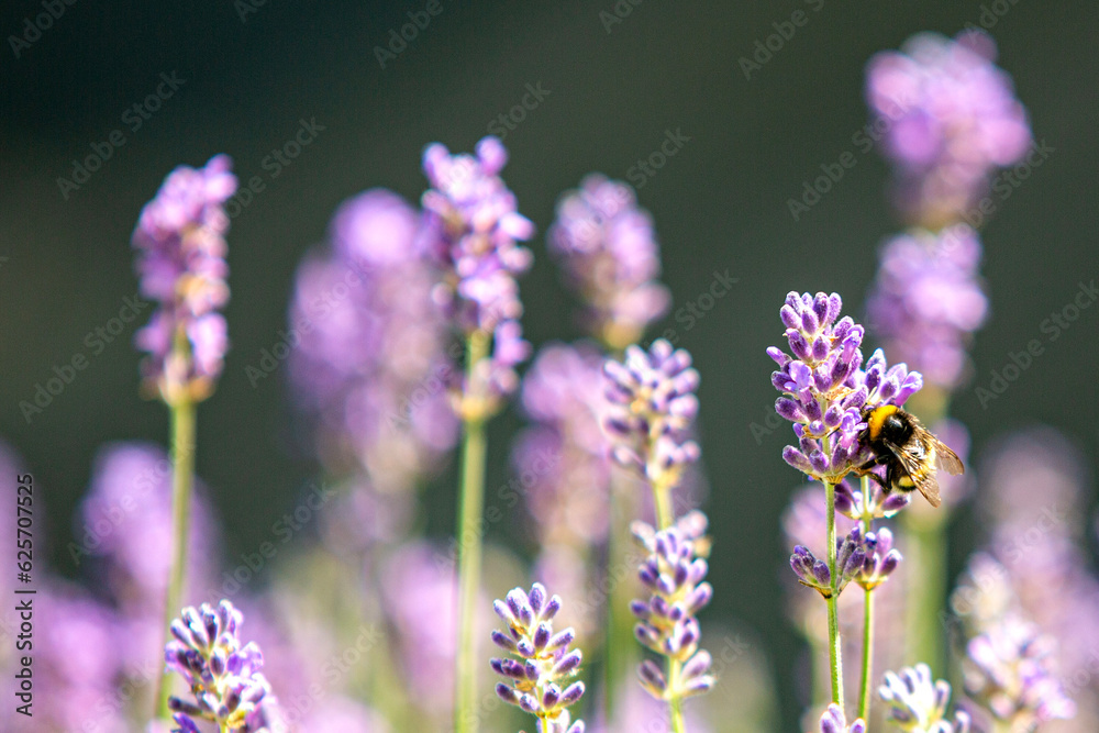 Obraz premium Wildbiene an Lavendel