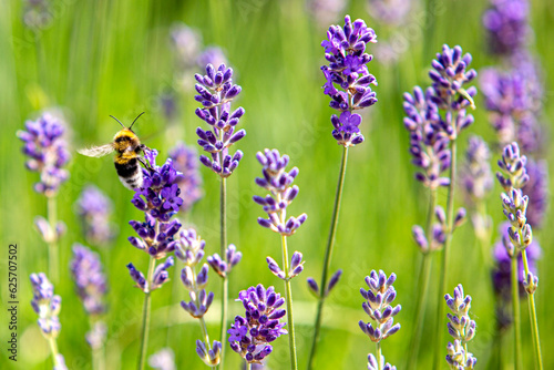 Wildbiene an Lavendel photo