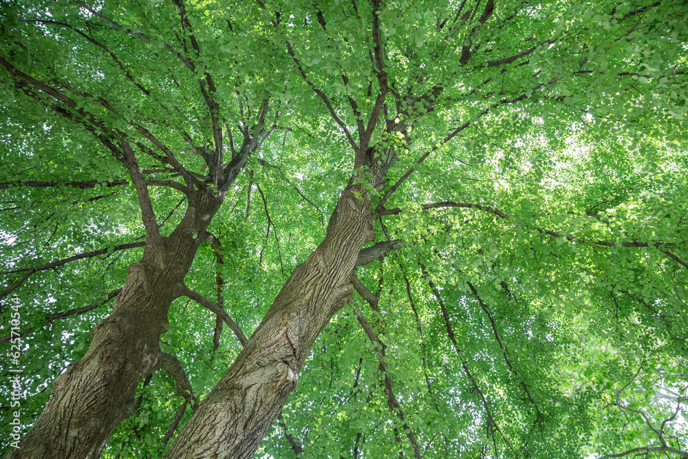 Fototapeta premium Looking up at a very large double leader linden tree.