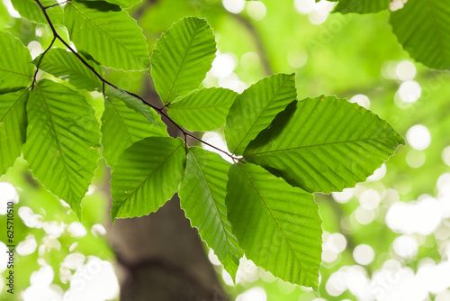 Looking up at beech trees leaves.