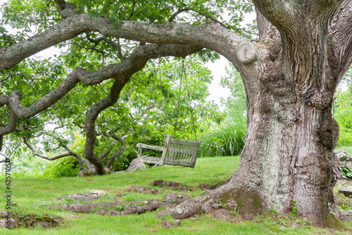 A swing hangs from a branch of an old oak tree. Lightning protection visible on the other side of the tree.