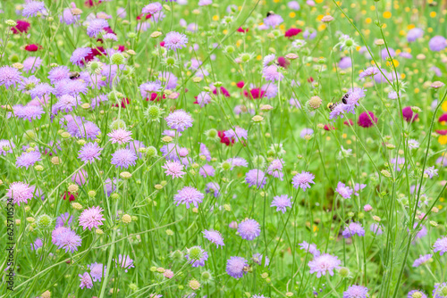 Field Scabious also known as a pincushion flower is a herbacious perennial in the honeysuckle family.