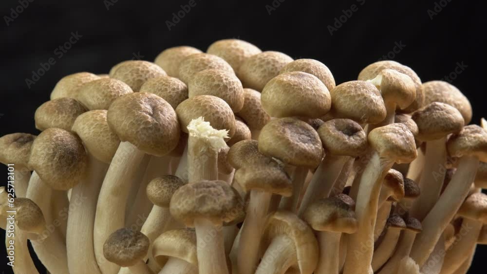 Mycelium of brown beech mushrooms, beech mushrooms or brown clamshell mushroom rotate on wooden background. Edible mushrooms for pasta, stir-fry and mushroom sauce Mycelium of brown beech mushrooms, beech mushrooms or brown clamshell mushroom rotate on wooden background. Edible mushrooms for pasta, stir-fry and mushroom sauce