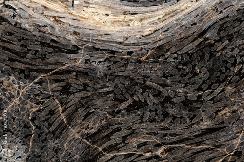 Closeup of fossilized palmwood textured background photo