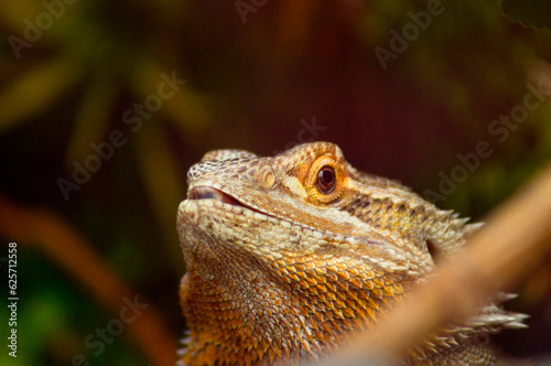 Close up of a bearded dragon looking at camera
