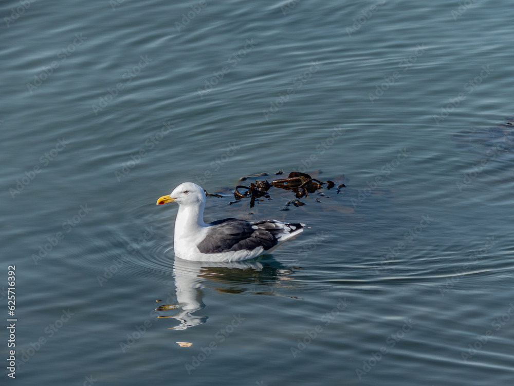 Fototapeta premium seagull swimming and floating in the chilean sea with seaweed