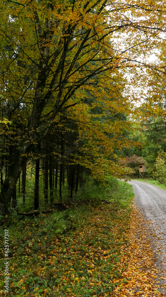 Fototapeta premium tree lined path in the autumn forest