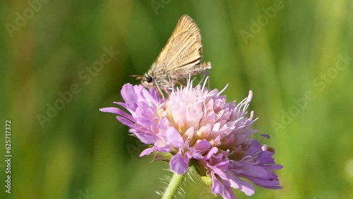 A small butterfly with folded wings collects nectar on a field scabious flower on a sunny summer day. Pollination of medicinal plants in the meadow.