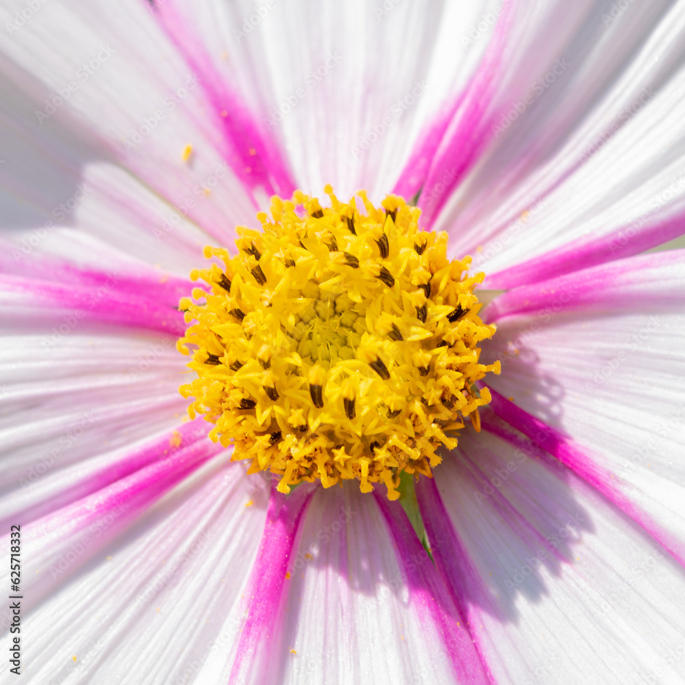 Closeup of pink and white cosmo flower blooming in sunlight