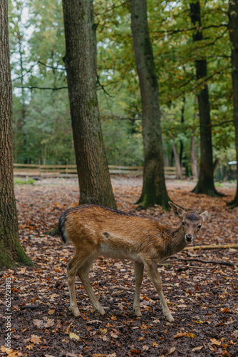 Female Red deer stag in Lush green fairytale growth concept foggy forest landscape image © andreiko
