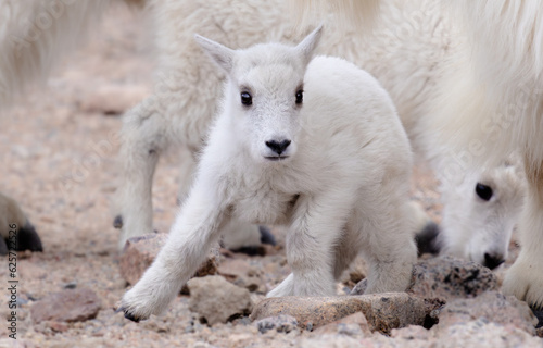 Baby Mountain Goat