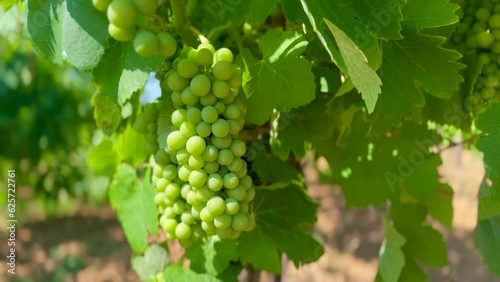 Wallpaper Mural Ripening Vitis vinifera grapes on the field Torontodigital.ca