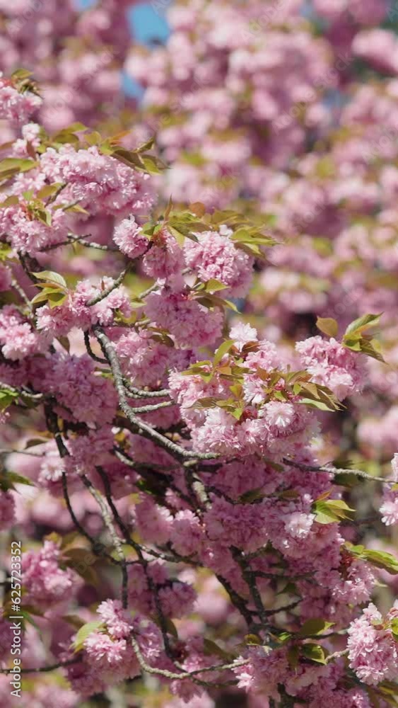 Sakura. Cherry blossom tree with blue sky. Pink Beautiful Japanese Cherry Blossoming of Sakura Tree. Vertical video background, vertical video. Sakura. Cherry blossom tree with blue sky. Pink Beautiful Japanese Cherry Blossoming of Sakura Tree. Vertical video background, vertical video.