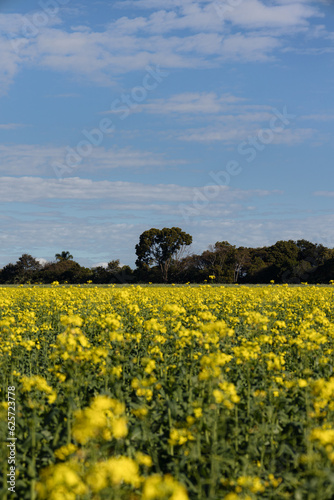 Campo de canola colza. Flores amarelas em um dia ensolarado de céu azul com poucas nuvens e árvores ao fundo. (ID: 625723778)