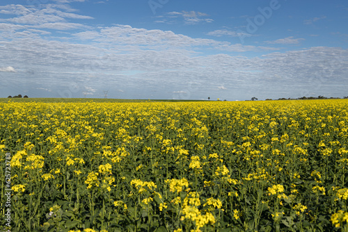 Campo de canola colza. Flores amarelas em um dia ensolarado de céu azul com poucas nuvens e árvores ao fundo. (ID: 625723788)