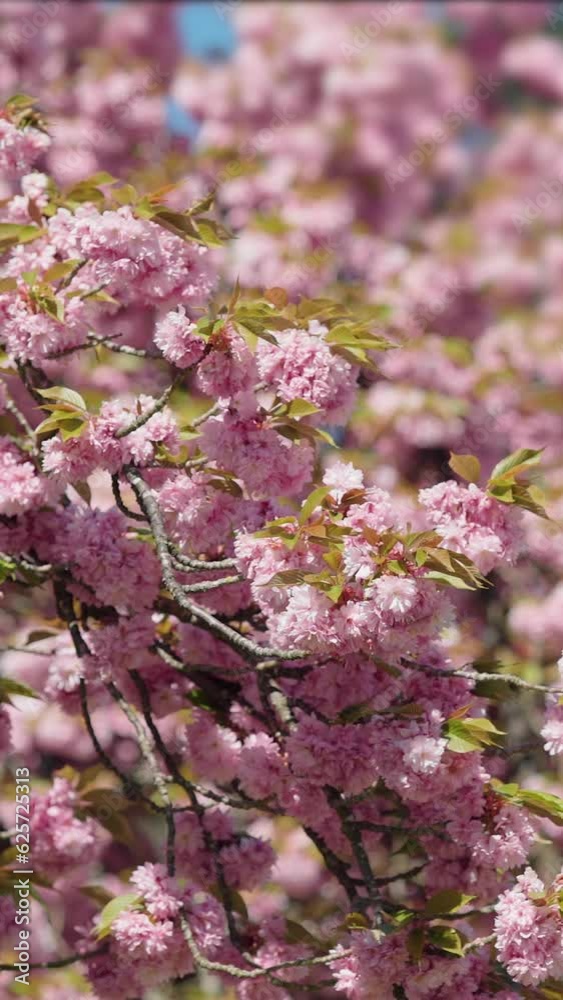 Sakura. Cherry blossom tree with blue sky. Pink Beautiful Japanese Cherry Blossoming of Sakura Tree. Vertical video background, vertical video. Sakura. Cherry blossom tree with blue sky. Pink Beautiful Japanese Cherry Blossoming of Sakura Tree. Vertical video background, vertical video.