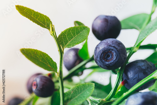 A lot of ripe blueberries in the wild on branches. Blueberry bush with berries on it. Ripe blueberries in forest. Macro shot.