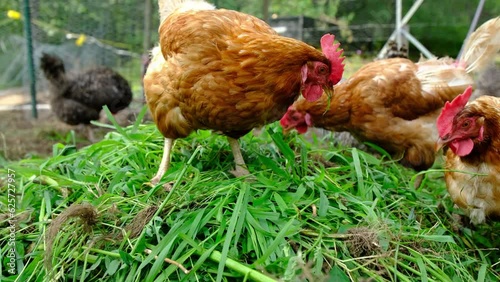 Wallpaper Mural Slow motion and close up of hens picking and feeding on fresh cut grass while chickens being organically raised in back yard farm. Torontodigital.ca