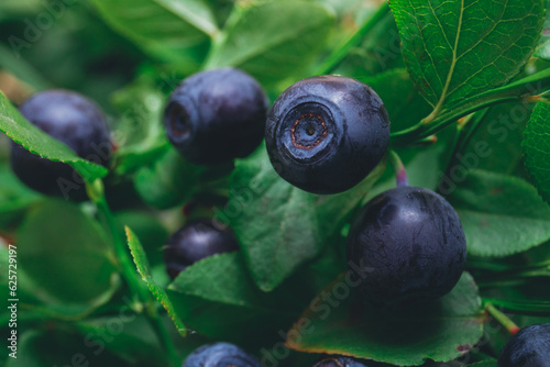 A lot of ripe blueberries in the wild on branches. Blueberry bush with berries on it. Ripe blueberries in forest. Macro shot.