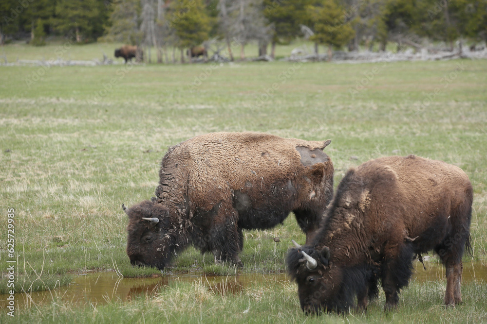 Bison(buffalo) in the meadows of Yellowstone Bison(buffalo) in the meadows of Yellowstone