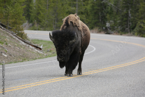 Yellowstone Bison cause traffic jams in the park