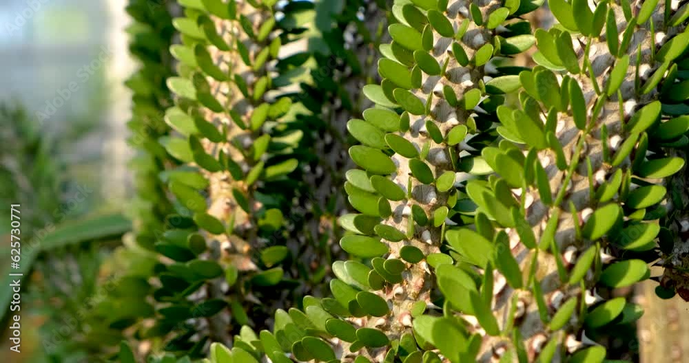 Close up view of unique cactus plant Close up view of unique cactus plant