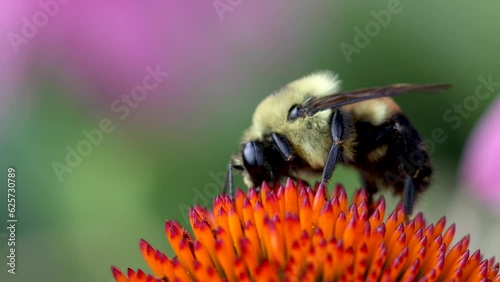 Close up view of Bumble bee collecting pollen on a flower