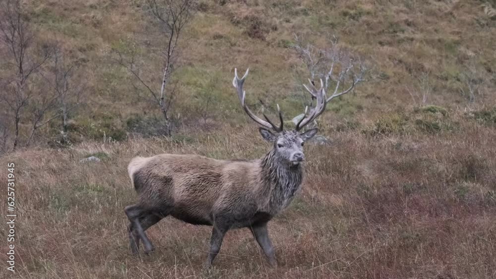 Red deer grazing in the Scottish highlands in autumn on an overcast day. Red deer grazing in the Scottish highlands in autumn on an overcast day.
