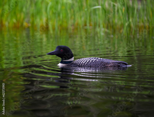 Common loon swimming in green water, closeup portrait © FotoRequest
