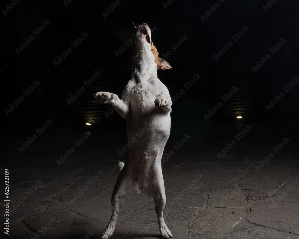 Funny Jack Russell Terrier dog catches dry food on the fly.