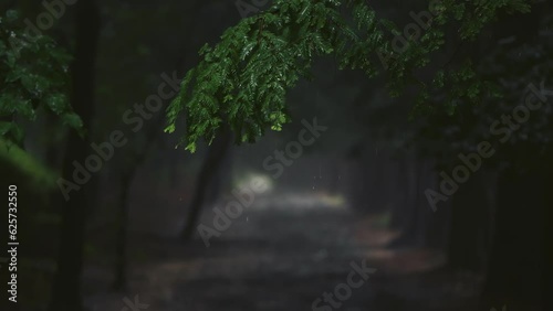 Rain showers pouring down the metasequoia tree-lined avenue during the summer rainy season, transparent and fresh raindrops falling on the leaves, and comfortable and beautiful natural scenery
