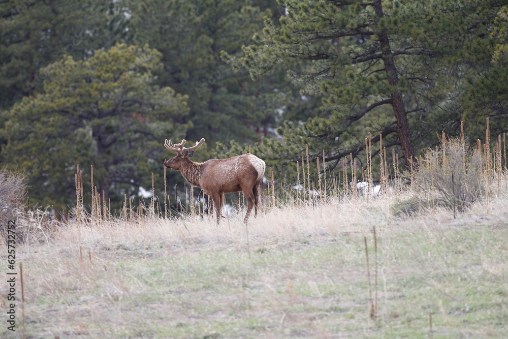 Elk in Estes Park near the Rocky Mountain National Park Elk in Estes Park near the Rocky Mountain National Park