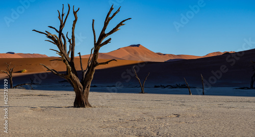 Panoramic Image of Deadvlei Claypan in Early Morning Light in Namibia Africa