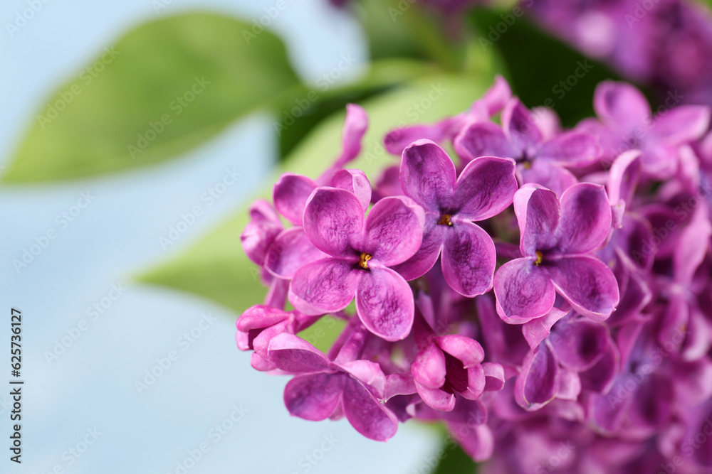 Closeup view of beautiful lilac flowers on light blue background Closeup view of beautiful lilac flowers on light blue background