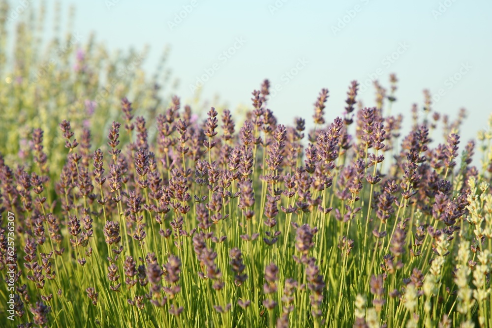 Fototapeta premium Beautiful blooming lavender growing on sunny day