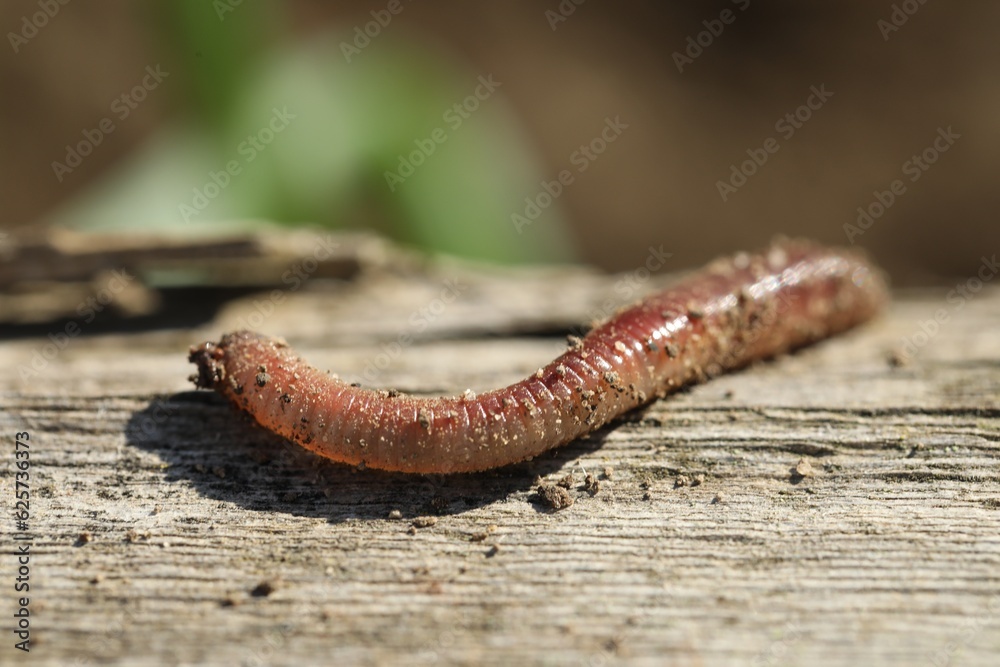 One worm on wooden surface against blurred background, closeup One worm on wooden surface against blurred background, closeup