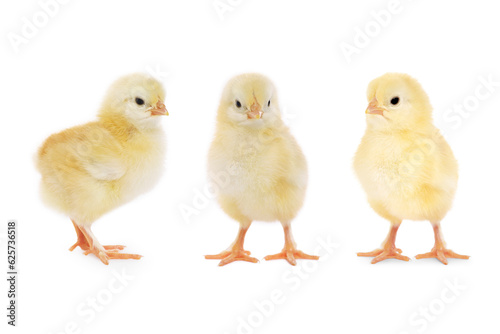 Collage with small cute baby chicken isolated on white