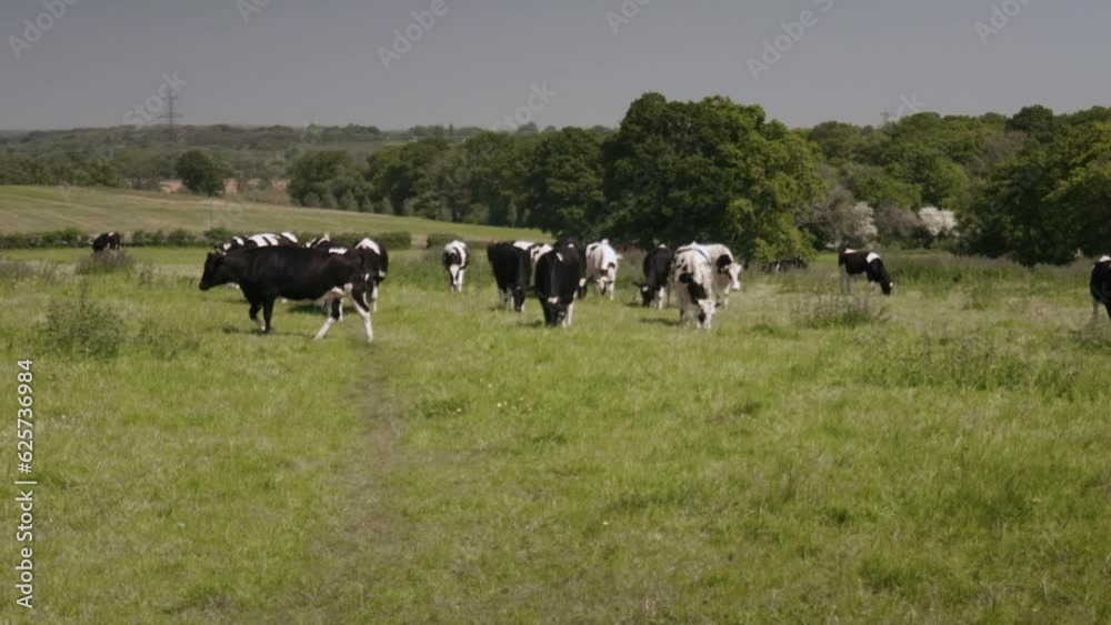 Cows walking and grazing in field Cows walking and grazing in field