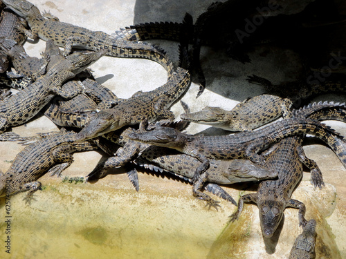 Group Of Baby Crocodiles On A Crocodile Farm, Thailand