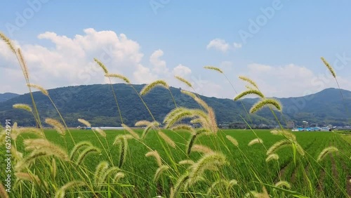 熊本県益城町の田んぼ photo