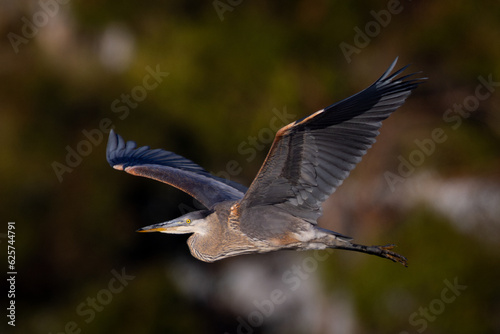 Juvenile great blue heron flying in beautiful light, seen in the wild in North California 