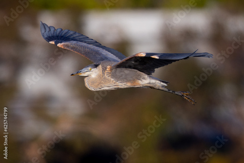 Juvenile great blue heron flying in beautiful light, seen in the wild in North California 