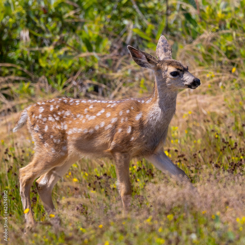 Close-up of a young black-tailed deer (fawn) seen in the wild in North California © ranchorunner